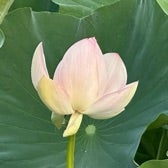 凍結初期胚の継続培養という判断の画像