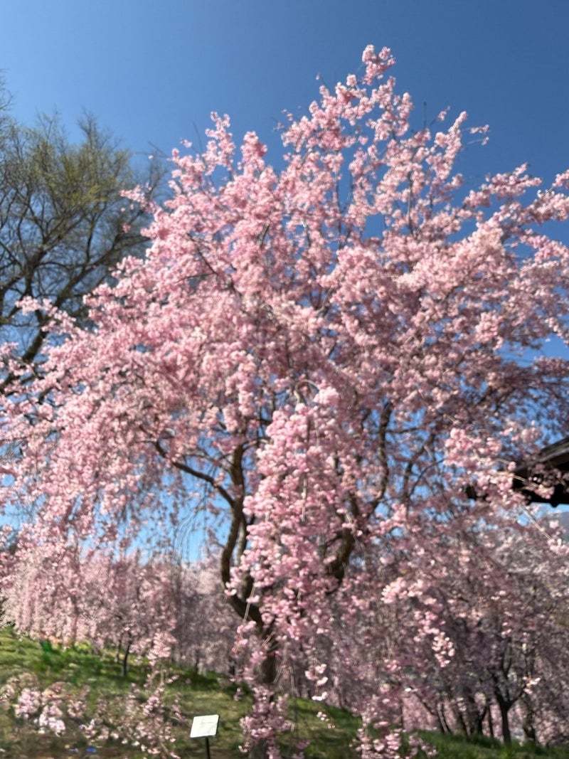 山の上でまだ残っていた綺麗な桜の画像