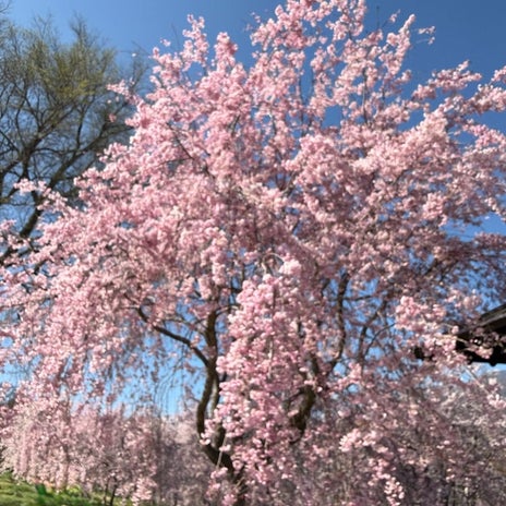 山の上でまだ残っていた綺麗な桜の画像