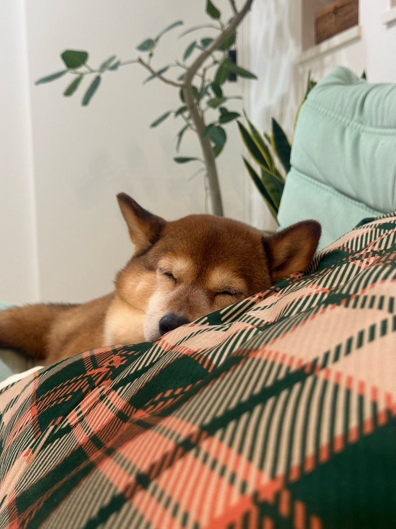 帰宅後の30分間の幸せなひと時の画像