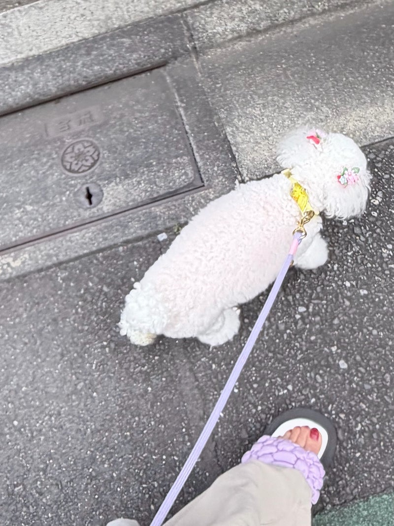堀ちえみ 愛犬との素敵なお散歩の画像