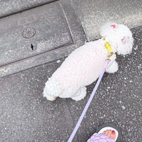 堀ちえみ 愛犬との素敵なお散歩の画像