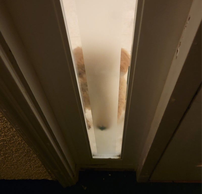 モト冬樹 抱っこで嫉妬する愛犬の画像