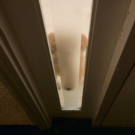 モト冬樹 抱っこで嫉妬する愛犬の画像