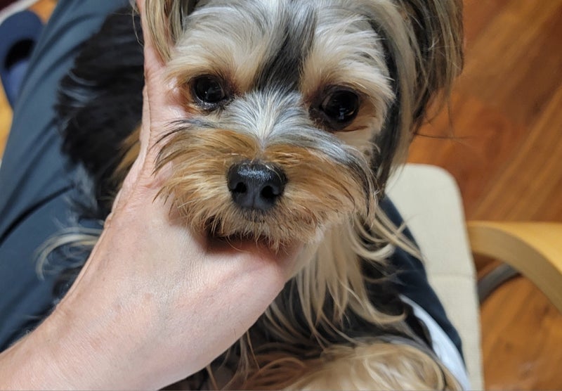 モト冬樹 妻を守る男らしい愛犬の画像
