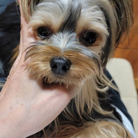 モト冬樹 妻を守る男らしい愛犬の画像
