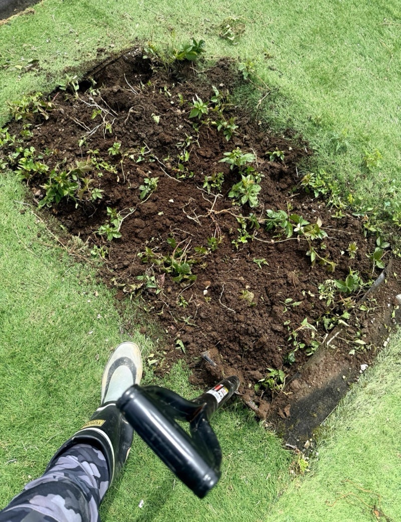 北斗晶 嬉しい孫の好きなTV番組の画像