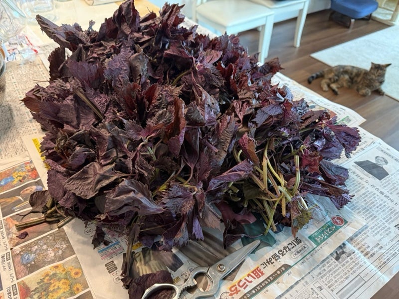 家に来て作ってくれたジュースの画像