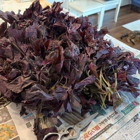 家に来て作ってくれたジュースの画像