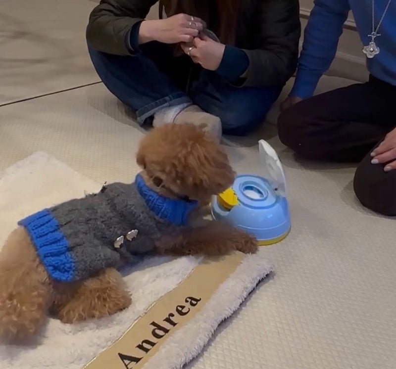 柏木由紀子 愛犬の芸を自宅で練習の画像