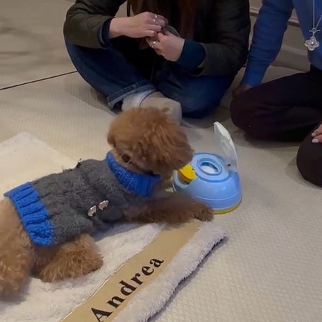 柏木由紀子 愛犬の芸を自宅で練習の画像