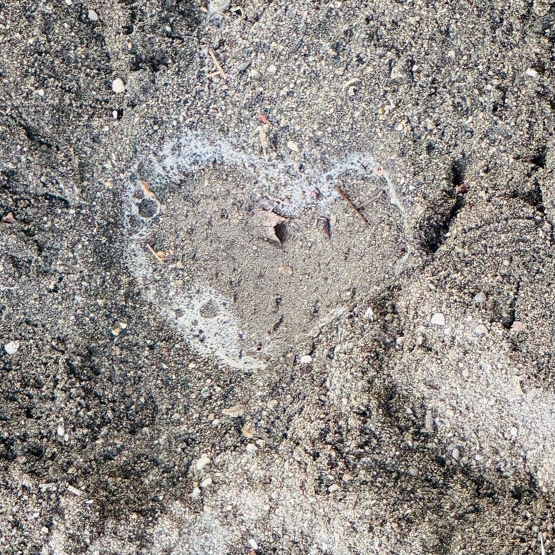 だいた てんとう虫からの幸運の画像