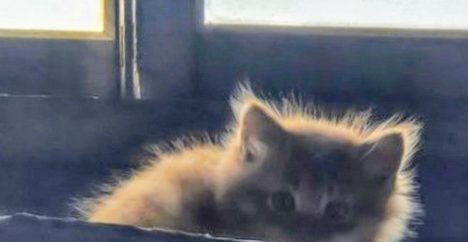 義母が猫に与えた塩分の多いご飯の画像