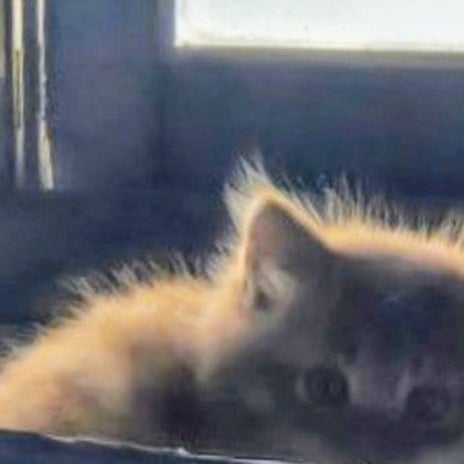 義母が猫に与えた塩分の多いご飯の画像