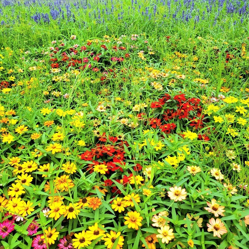 あさんぽで大発見したコスモスの画像