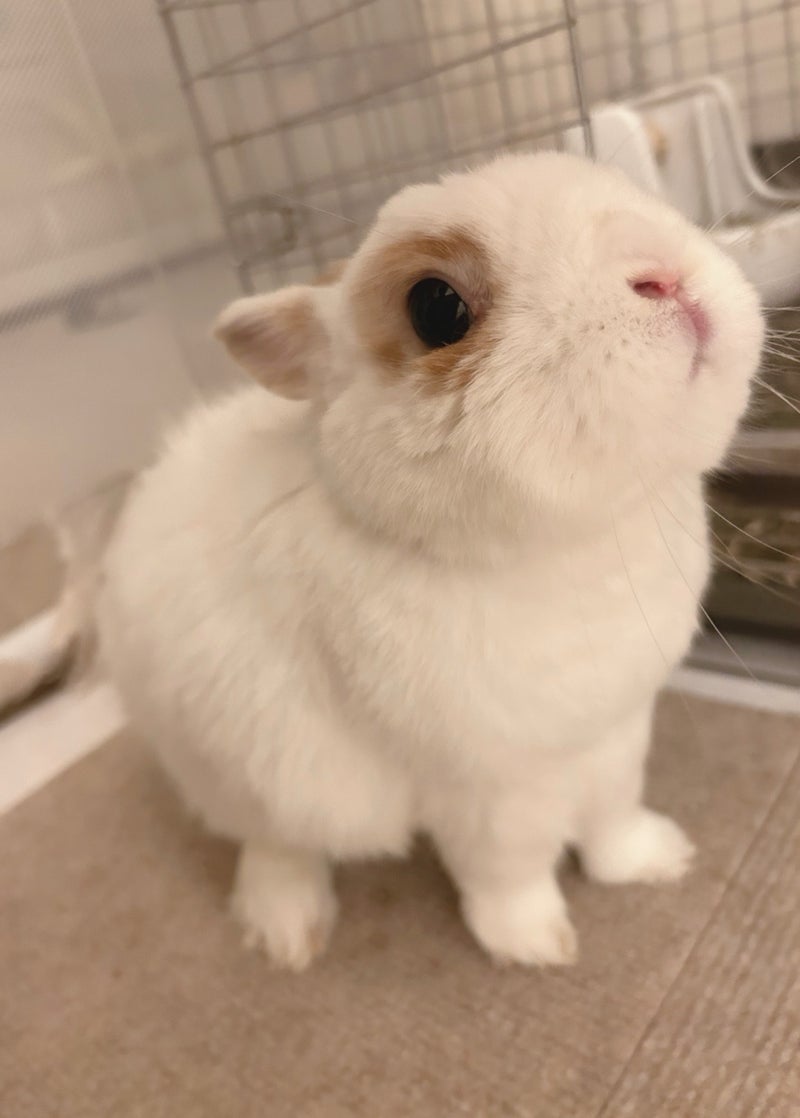 安めぐみ 癒してくれた愛兎に感謝の画像