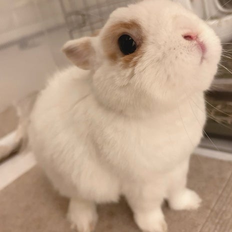 安めぐみ 癒してくれた愛兎に感謝の画像