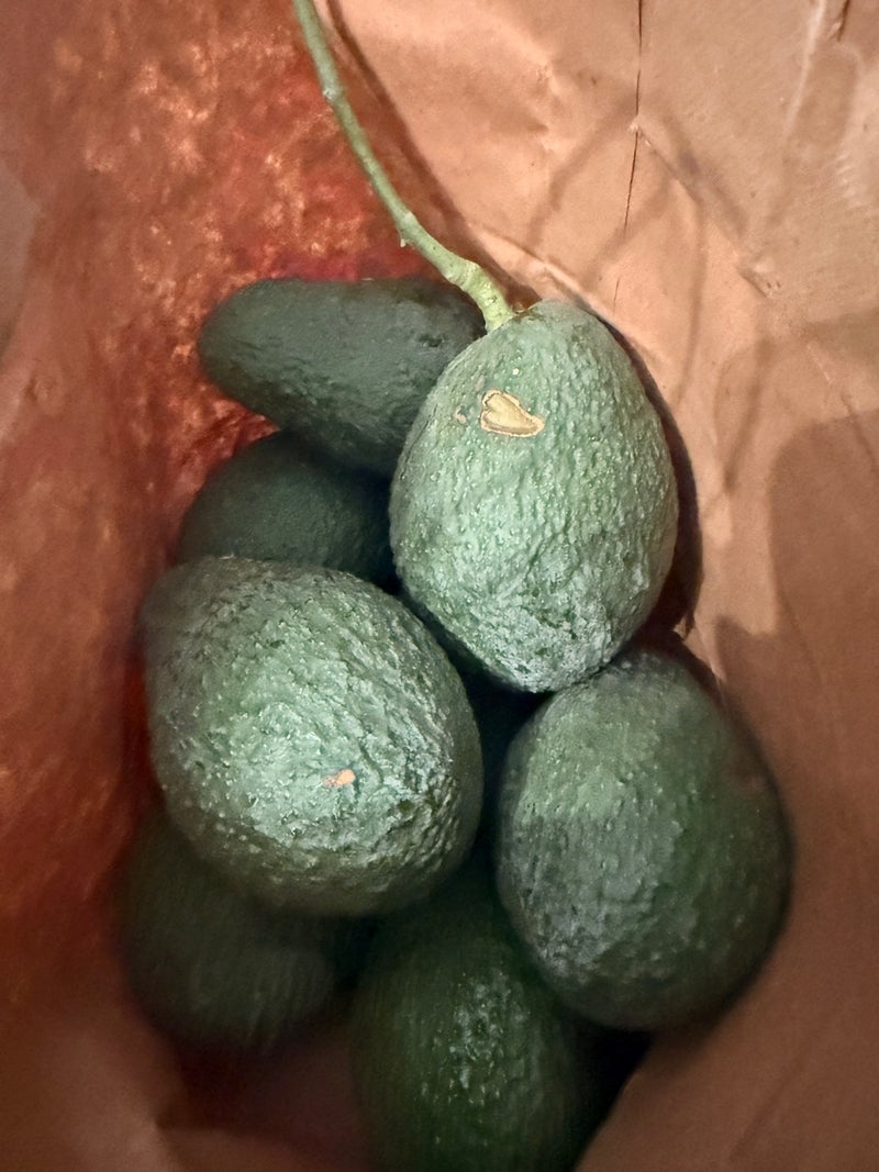 旦那の手土産のためのavocadoの画像