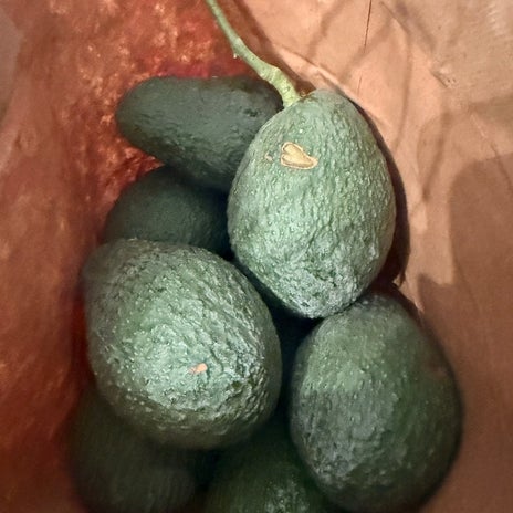 旦那の手土産のためのavocadoの画像