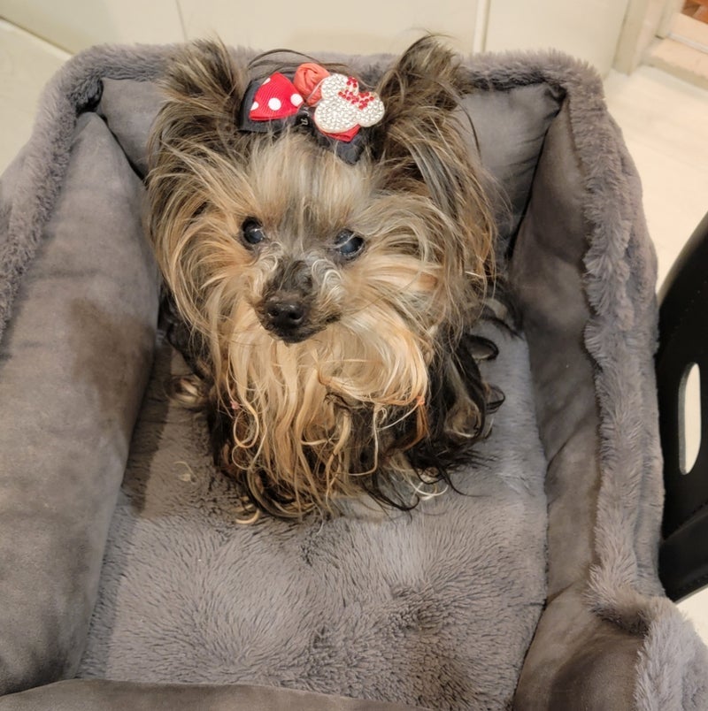 モト冬樹 愛犬の要求を理解する妻の画像