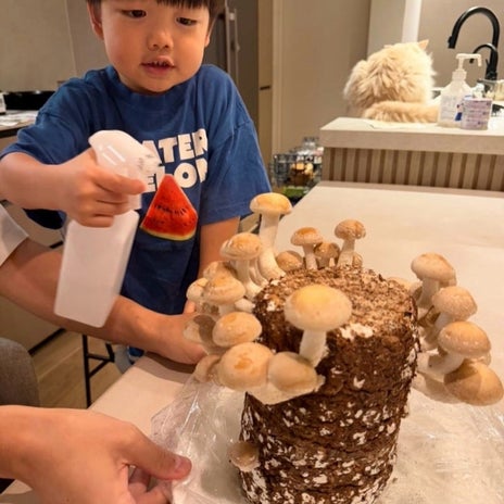 桃 夫1人で水やりするキクラゲの画像