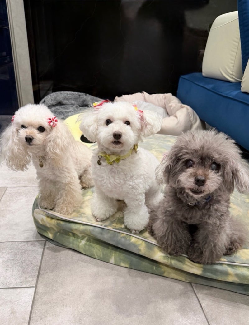 堀ちえみ 愛犬三姉妹の記念撮影の画像