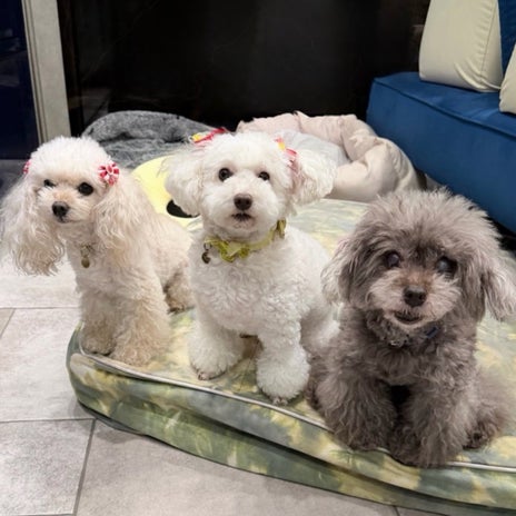 堀ちえみ 愛犬三姉妹の記念撮影の画像