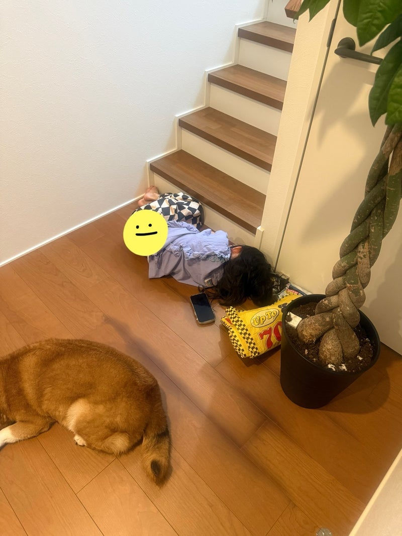 階段の前で力尽きて寝ていた姿の画像