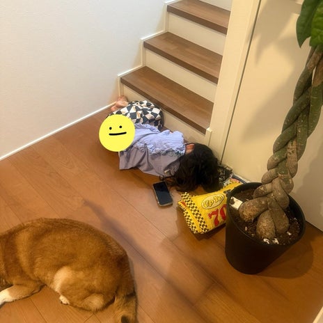 階段の前で力尽きて寝ていた姿の画像