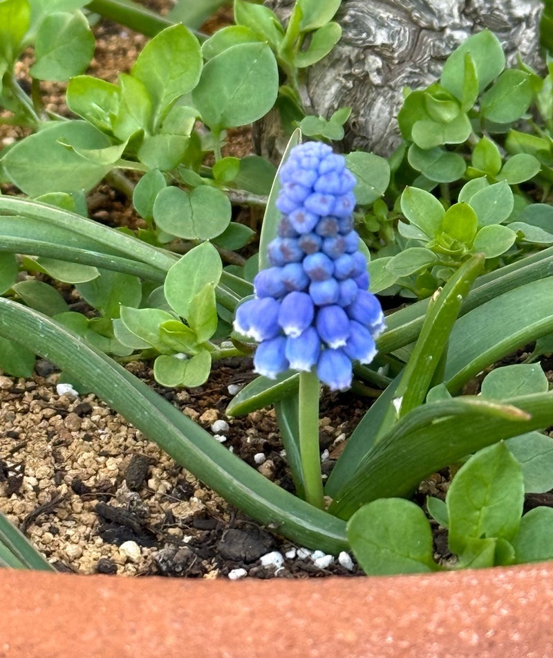 顔を出した可愛い紫色のムスカリの画像