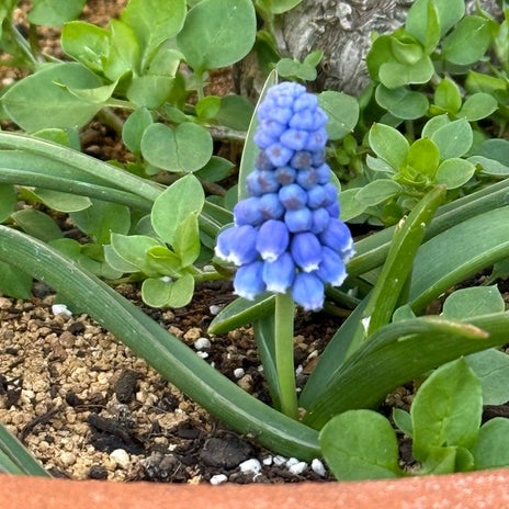 顔を出した可愛い紫色のムスカリの画像