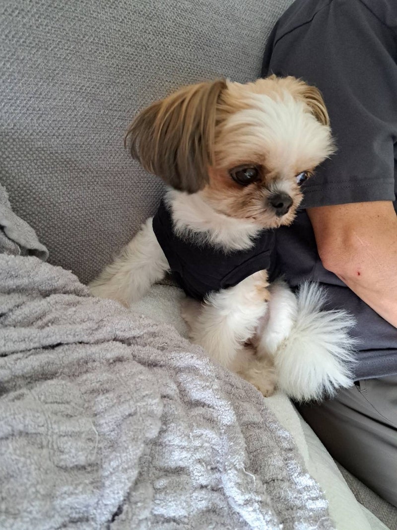 田中健 飼い主より友人に懐く愛犬の画像