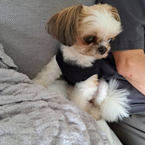田中健 飼い主より友人に懐く愛犬の画像
