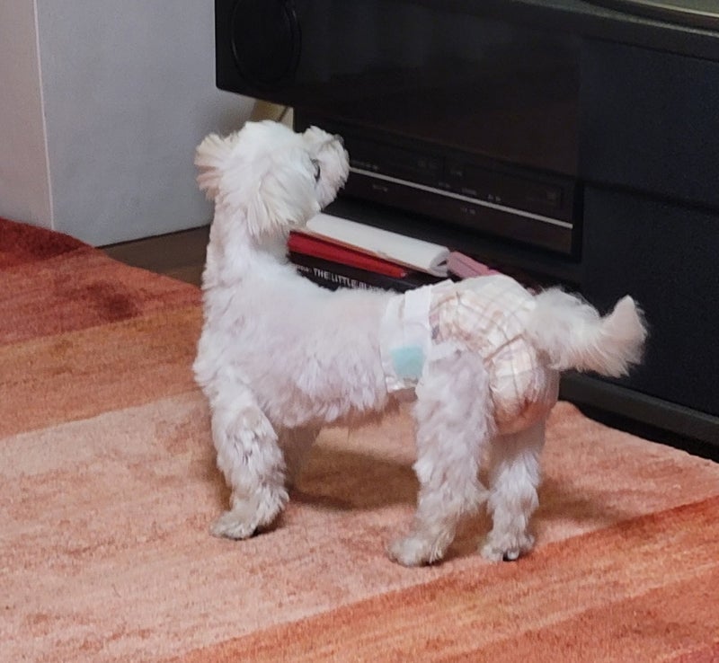 モト冬樹 テレビに興味津々な愛犬の画像