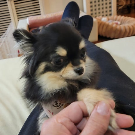 モト冬樹 愛犬への肉球マッサージの画像