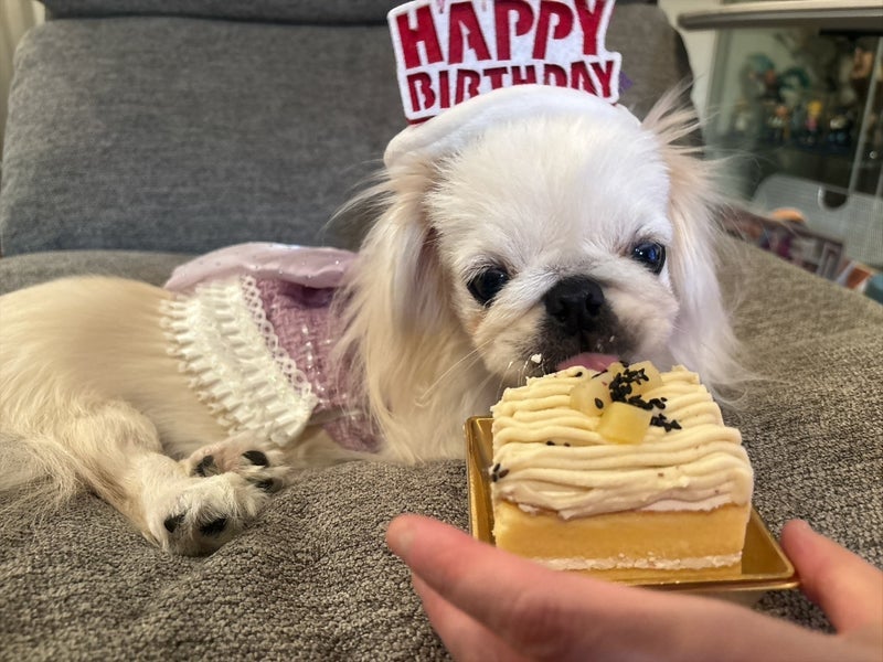 小さなペキニーズ1歳のお誕生日の画像