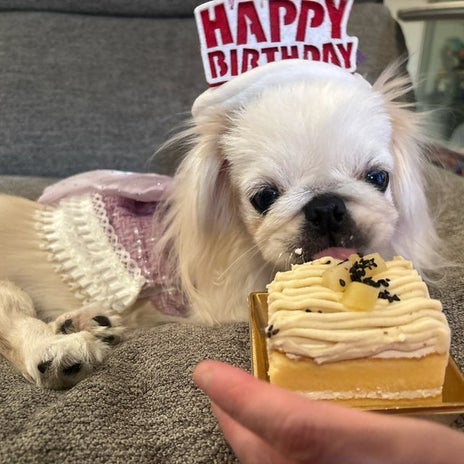 小さなペキニーズ1歳のお誕生日の画像