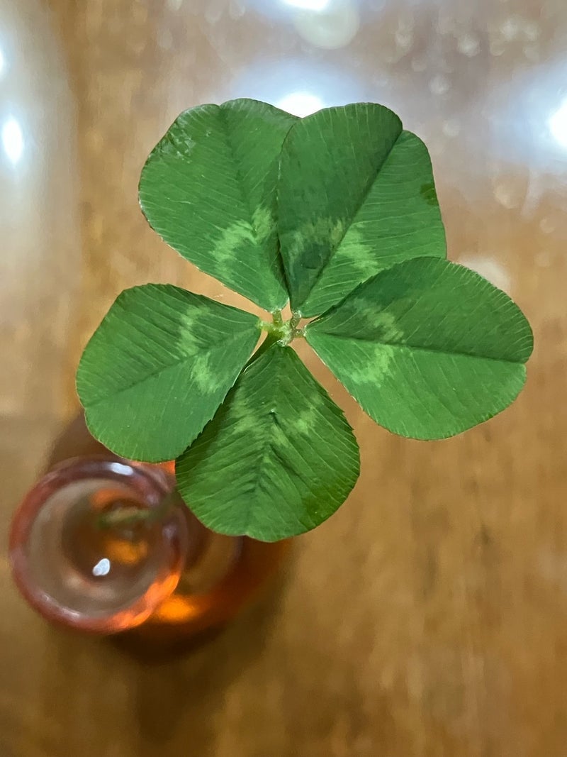 だいたの夫 親が見つけた五つ葉の画像