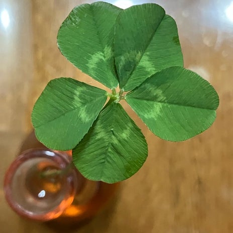 だいたの夫 親が見つけた五つ葉の画像