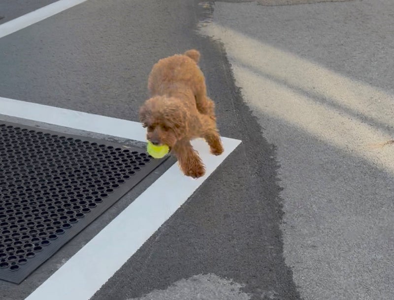 ガレージの中で愛犬とボール遊びの画像