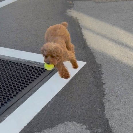ガレージの中で愛犬とボール遊びの画像