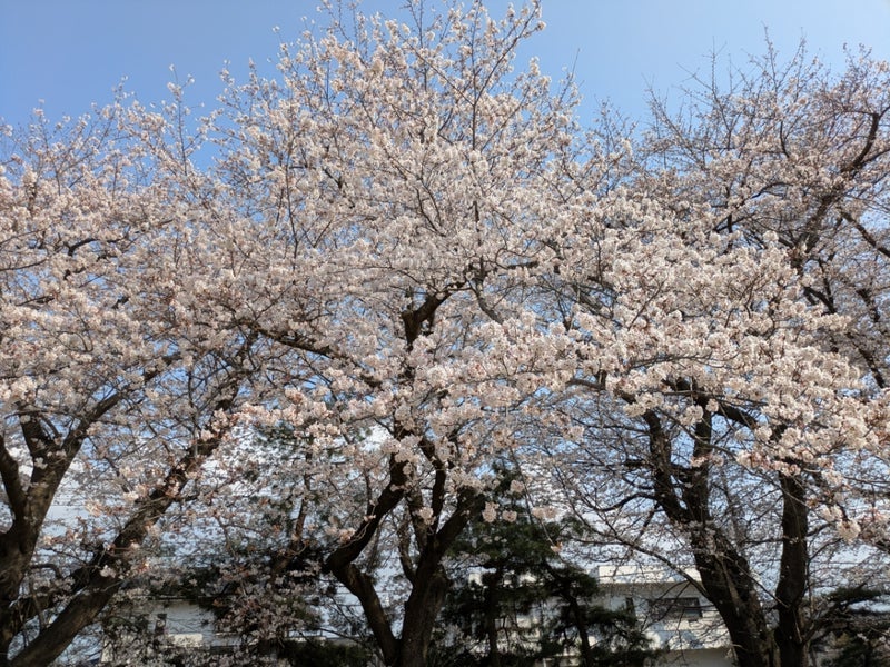 今年も見られて良かった満開の桜の画像