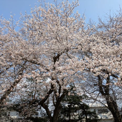 今年も見られて良かった満開の桜の画像