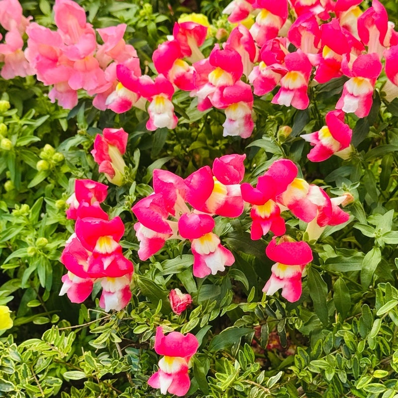 だいた 新居で育ててみたい植物の画像