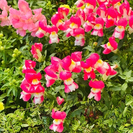 だいた 新居で育ててみたい植物の画像