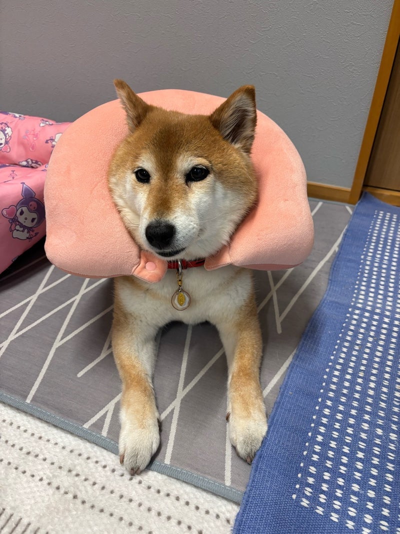 広川 ペットへの顎乗せクッションの画像