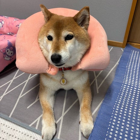 広川 ペットへの顎乗せクッションの画像