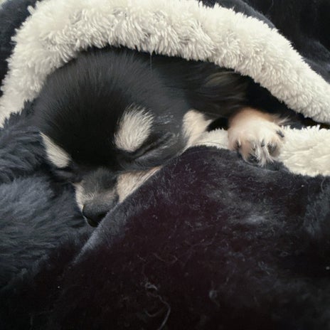 ルミ子 爆睡する愛犬との至福タイムの画像