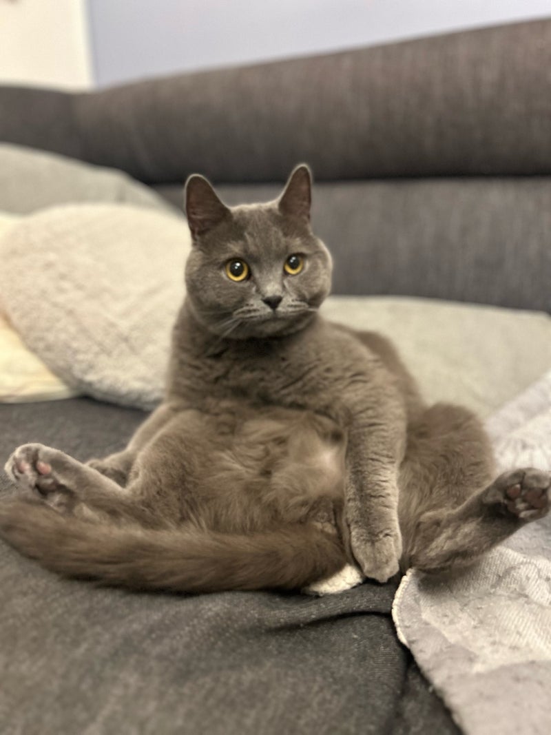 姉が外出から戻り拾ってきた子猫の画像