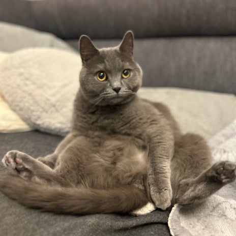 姉が外出から戻り拾ってきた子猫の画像